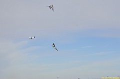 Venice kite festival_0609